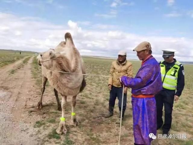 Inner Mongolia Bayannaoer wears reflective leg tape for camels